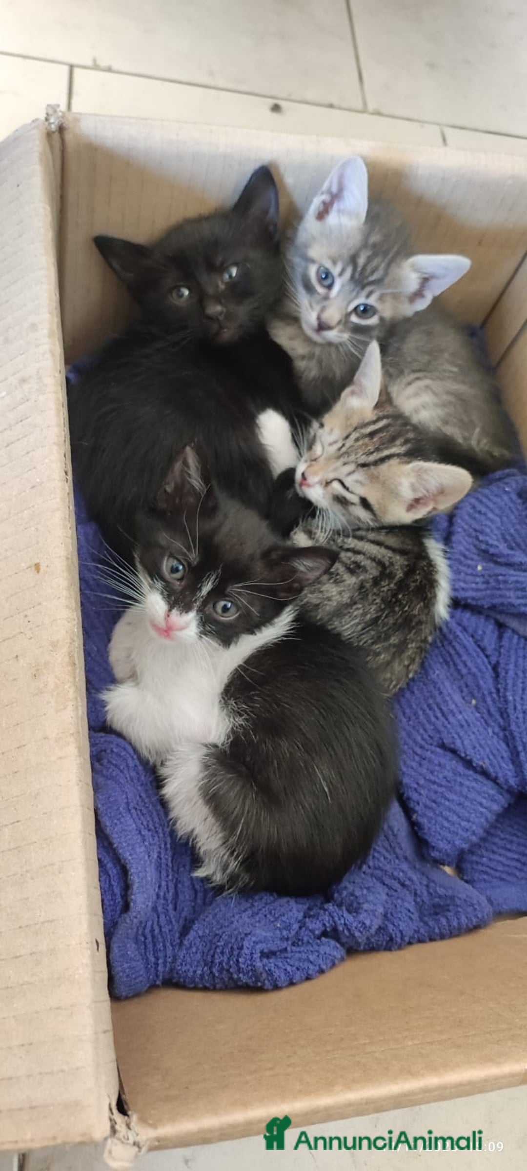 Europeo gatti in regalo: GATTINI CERCANO CASA - Annuncio 3