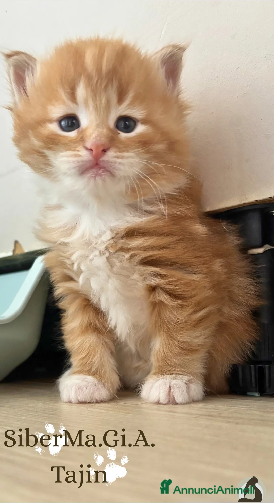Siberiano gatti in vendita: Siberiano gattino ipoallergenico - Annuncio 2