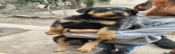Rottweiler cani in vendita: Cuccioli di rottweiler  a Provincia del Sulcis Iglesiente - Annuncio 6