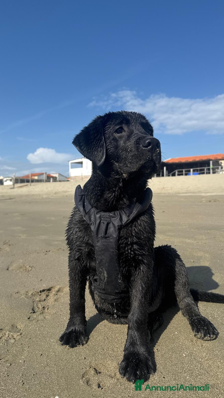 Labrador cani Cuccioli di Labrador Retriever neri - Annuncio 1