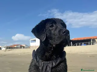 Labrador cani Cuccioli di Labrador Retriever neri - Annuncio 10