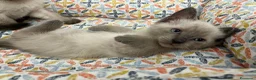Siamese gatti in vendita: Siamesini Thai - Annuncio 5