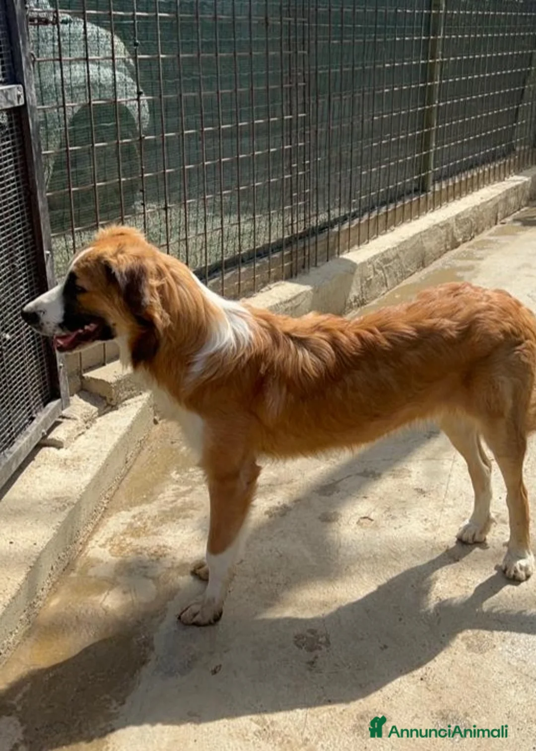 Meticcio cani in regalo: Tobia quasi 2anni BELLO,BUONO,INVISIBILE! SICILIA a Città metropolitana di Milano - Annuncio 9