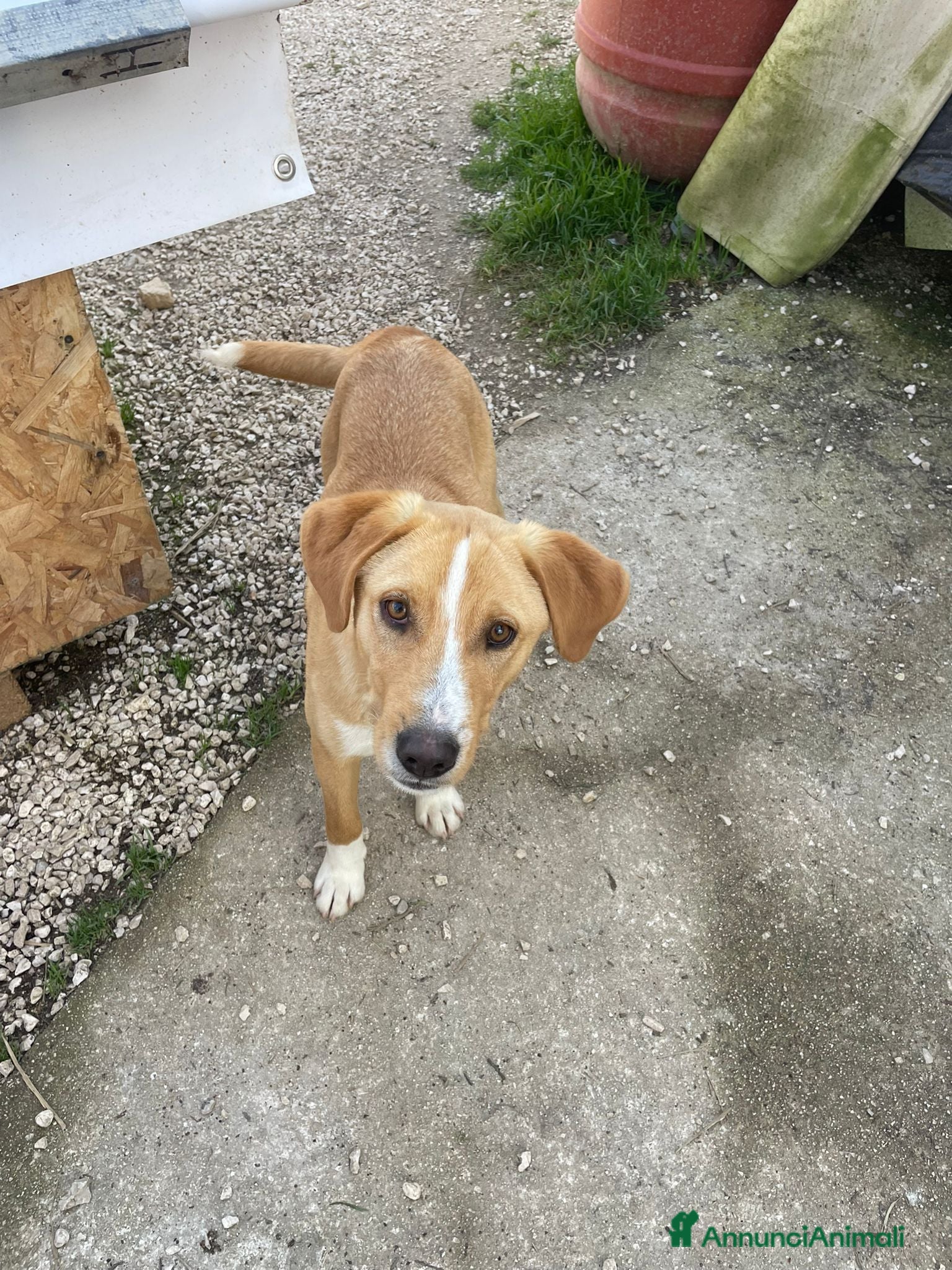 Meticcio cani IL DOLCISSIMO OLIVER - Annuncio 11