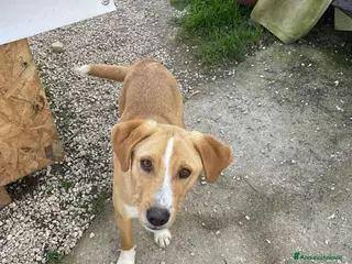 Meticcio cani IL DOLCISSIMO OLIVER - Annuncio 11