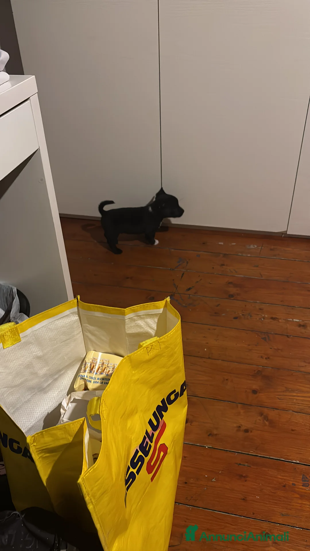 Meticcio cani in vendita: cucciolo misto bulldog francese e staffy a Città Metropolitana di Firenze - Annuncio 2