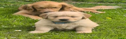 Golden Retriever cani in vendita: Golden retriever 90%linea americana pedigree ENCI  - Annuncio 18
