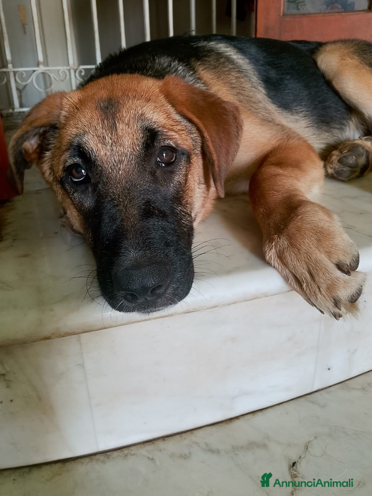 Meticcio cani SARABY SIMIL PASTORINA  - Annuncio 4