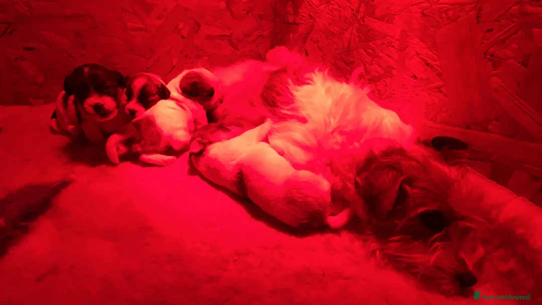 Jack Russell cani in vendita: JACK RUSSELL TERRIER PELO RUVIDO - Annuncio 22