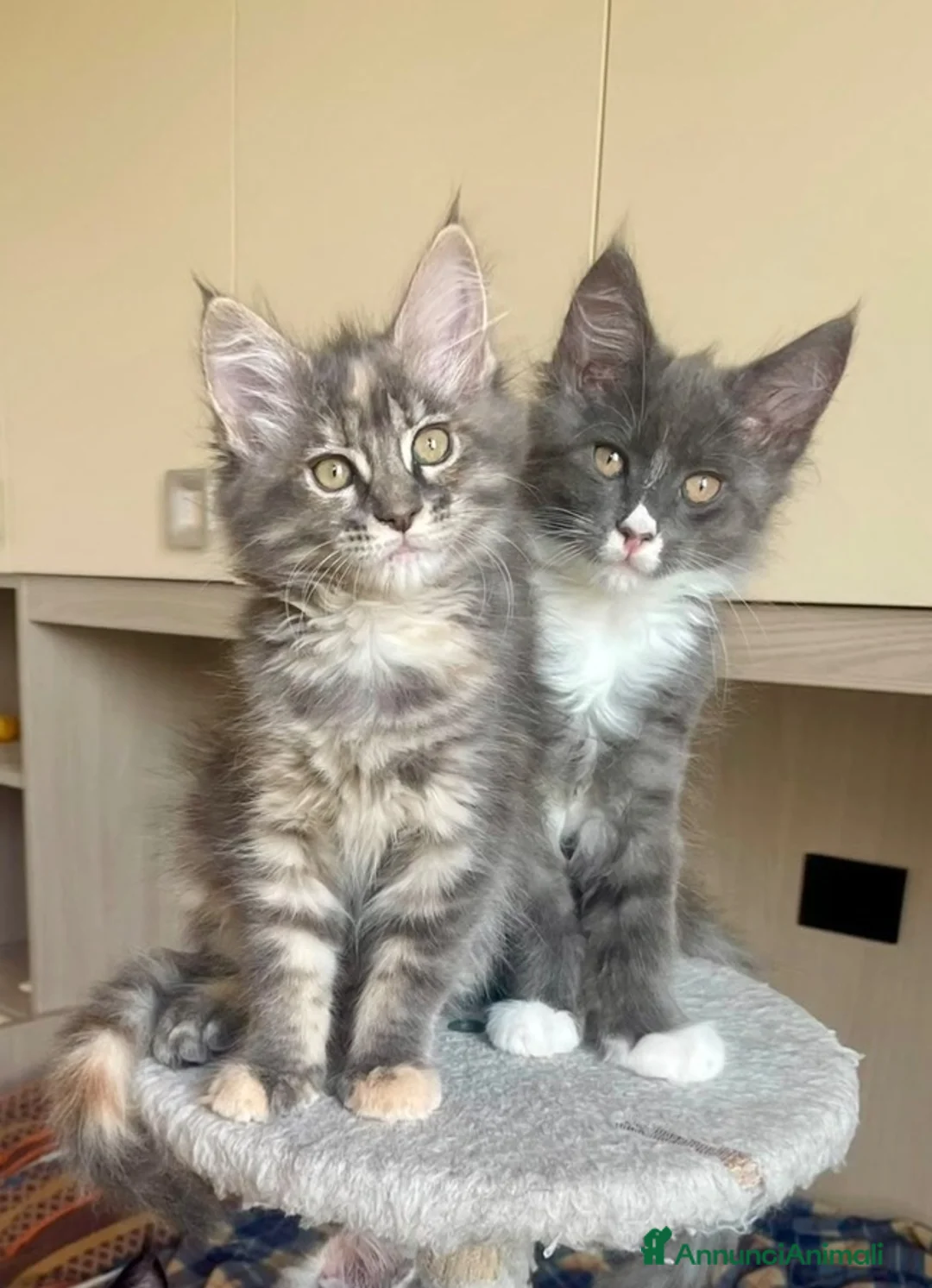 Maine Coon gatti in vendita: Cuccioli maine coon con pedigree - Annuncio 3