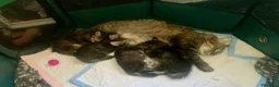 Siberiano gatti in vendita: Gattini siberiani stupendi  - Annuncio 8