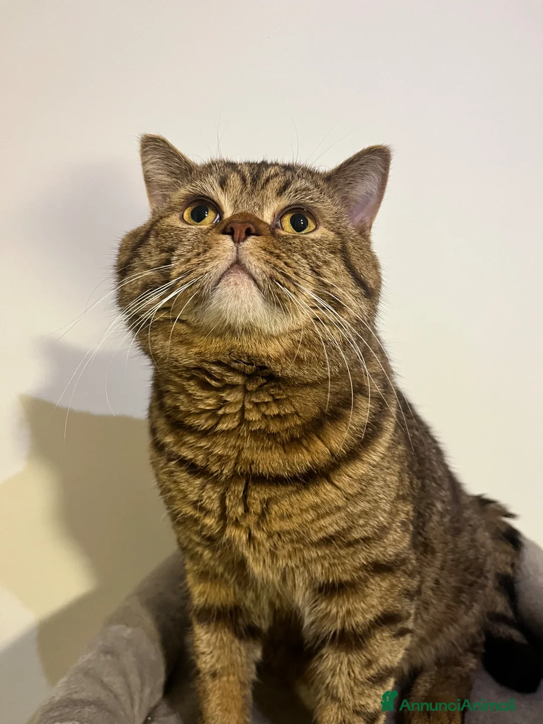 Scottish gatti per accoppiamento: Gatto scottish straight x monta - Annuncio 3