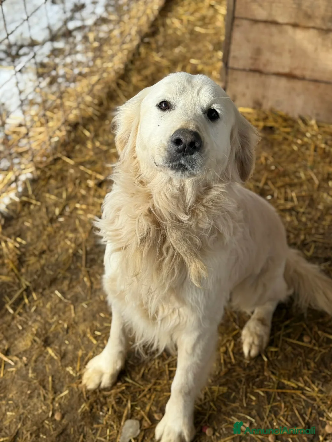 Golden Retriever cani in regalo: MARLON, magnifico mix GOLDEN RETRIEVER! - Annuncio 5