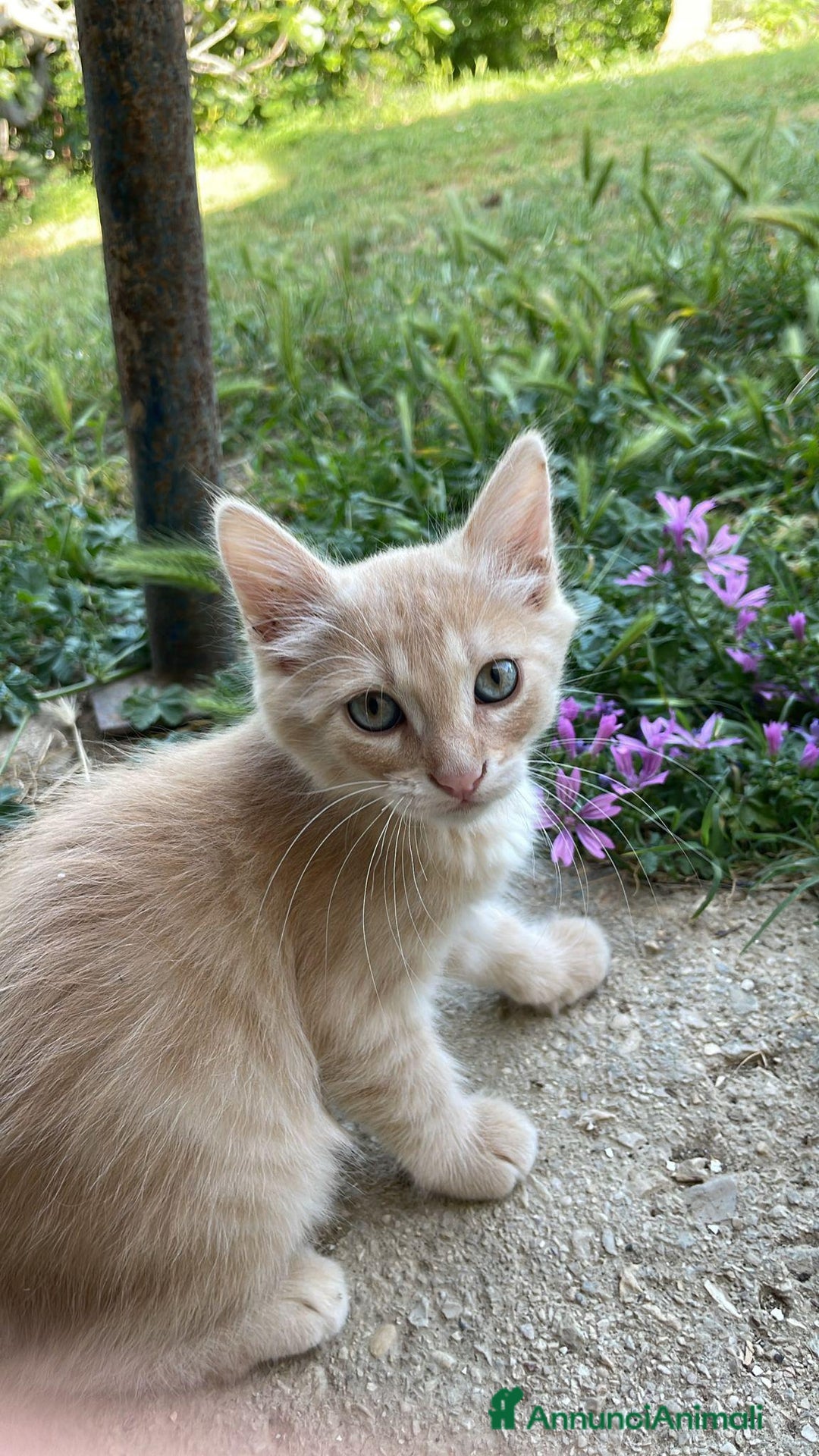 Altre razze gatti in regalo: 7 gattini stanno cercando casa a Provincia di Ascoli Piceno - Immagine 6