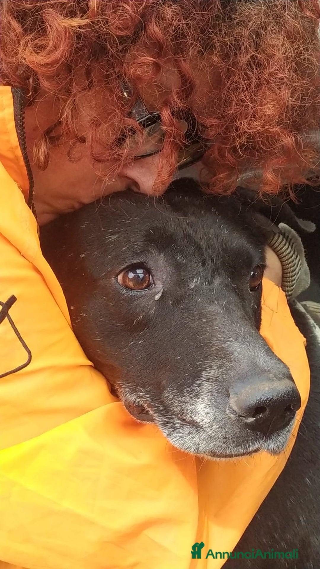 Meticcio cani in regalo: NEANCHE UNA RICHIESTA PER QUESTO NONNINO!?!? - Annuncio 5