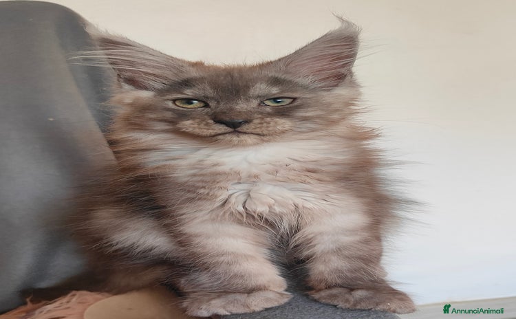 Maine Coon gatti a Città Metropolitana di Venezia - Annuncio 10
