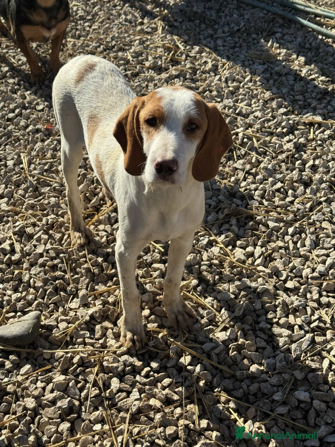 Meticcio cani in regalo: LEON, dolcissimo cucciolone baffuto! Cerca casa - Annuncio 9