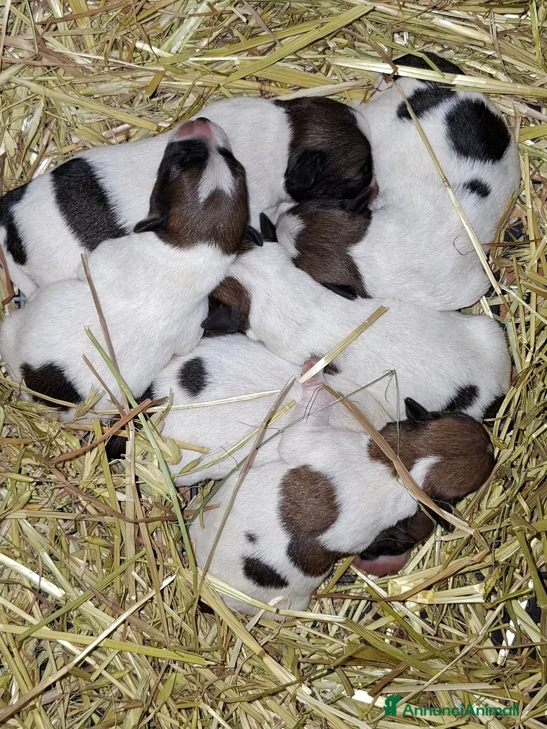 Jack Russell cani in vendita: Cuccioli jack russel terrier - Annuncio 3