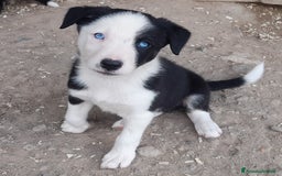 Border Collie cani in vendita: Cuccioli Border collie linea da lavoro  a Provincia di Modena - Immagine 15