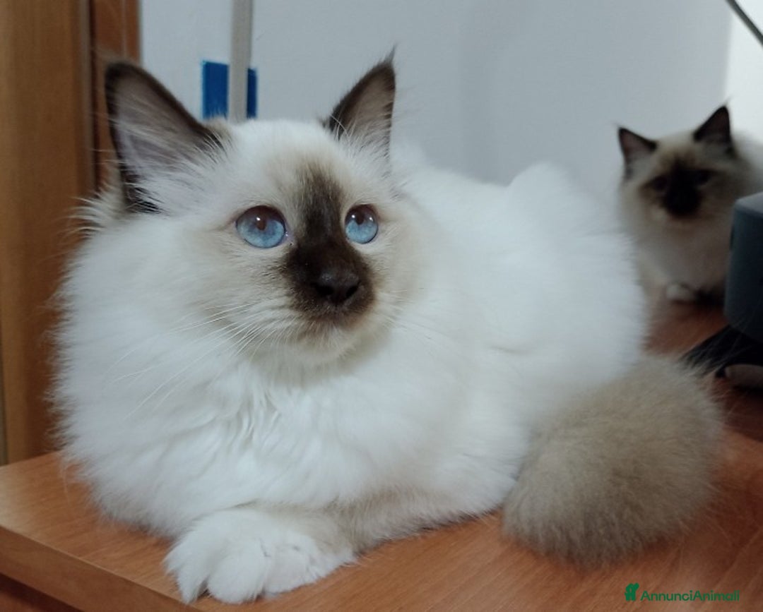Sacro di Birmania gatti in vendita: Sacro di Birmania  - Annuncio 3