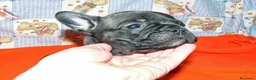 Bulldog Francese cani in vendita: CUCCIOLI BOULEDOGUE FRANCESE PEDIGREE a Provincia di Asti - Annuncio 2