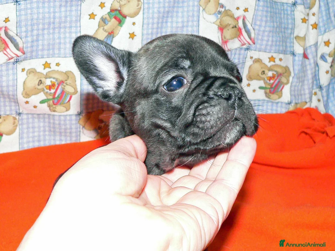 Bulldog Francese cani in vendita: CUCCIOLI BOULEDOGUE FRANCESE PEDIGREE a Provincia di Asti - Annuncio 2
