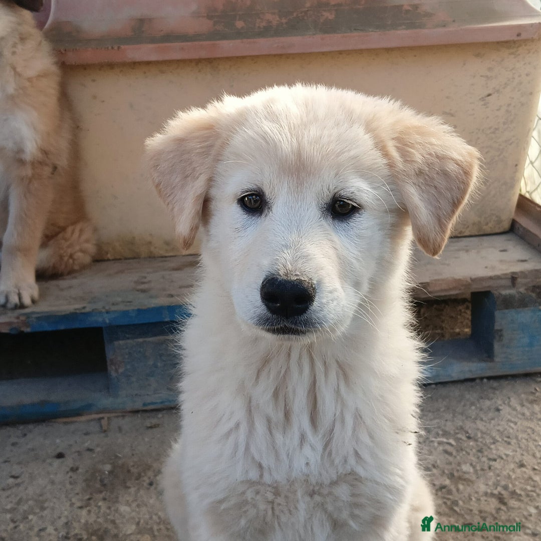 Meticcio cani in regalo: Una famiglia per la dolce Keila  - Annuncio 5