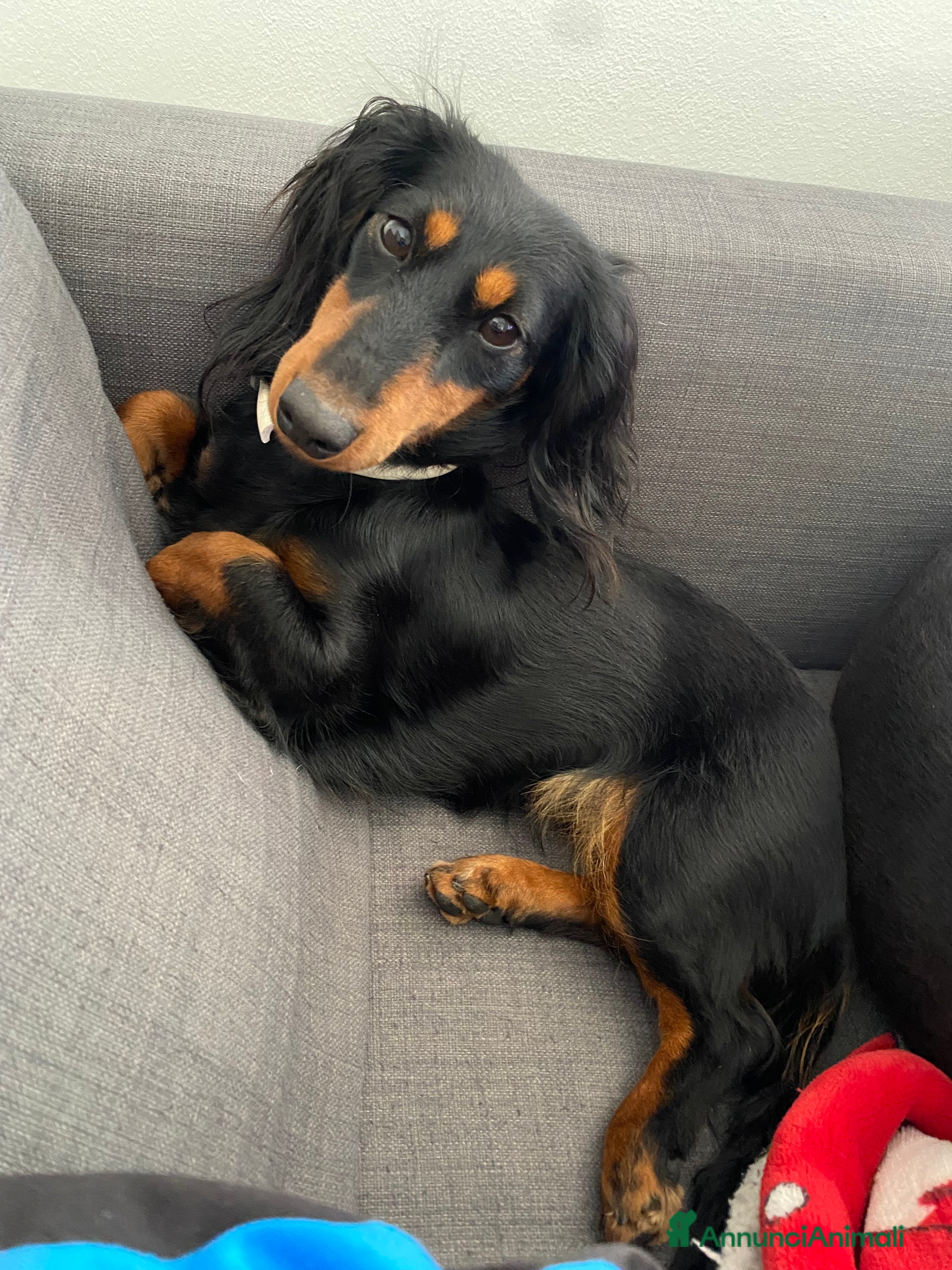 Bassotto cani Bassotto tedesco nano - Annuncio 2