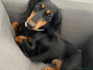 Bassotto cani Bassotto tedesco nano - Annuncio 2