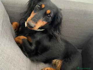 Bassotto cani Bassotto tedesco nano - Annuncio 6