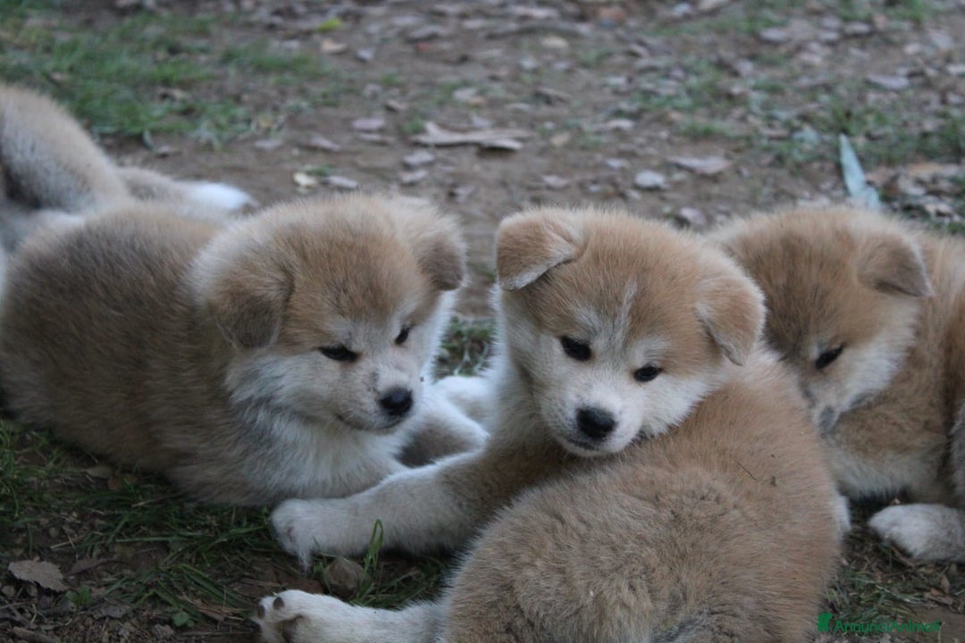 Akita Inu cani in vendita: CUCCIOLI AKITA INU LOMBARDIA  a Province of Como - Immagine 2