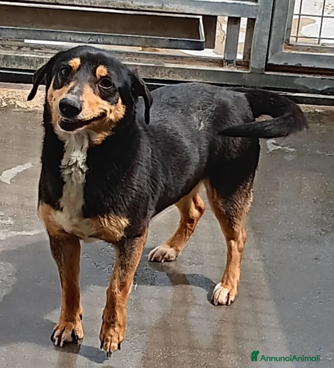 Meticcio cani in regalo: Ciccioli taglia media piccola  - Annuncio 2
