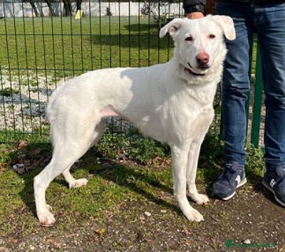 Meticcio cani GENNA CERCA CASA - Annuncio 11