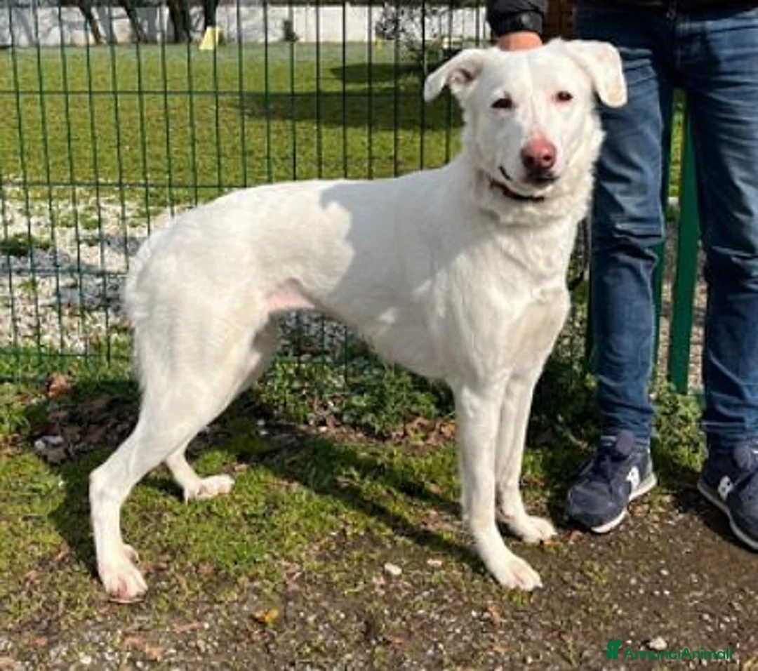 Meticcio cani in regalo: GENNA CERCA CASA - Annuncio 1