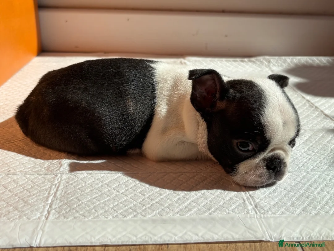 Boston Terrier cani in vendita: Cucciola di Boston Terrier con pedigree e microchi a Città metropolitana di Roma Capitale - Annuncio 2