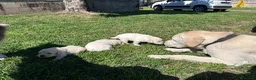 Labrador cani in vendita: Splendidi Cuccioli di Labrador - Annuncio 2
