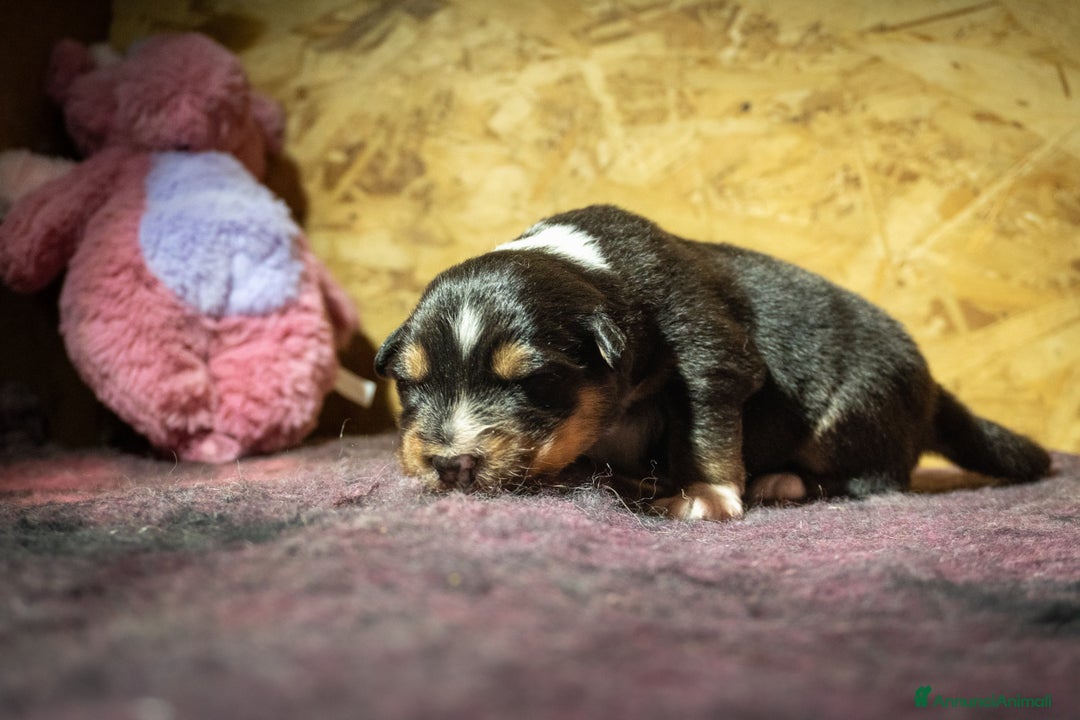 Australian Shepherd cani in vendita: Australian Shepherd  - Annuncio 17