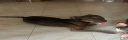 Meticcio cani in regalo: Tigrato 4anni kg12lunghe orecchi,SUPER URGENTE SUD - Annuncio 7