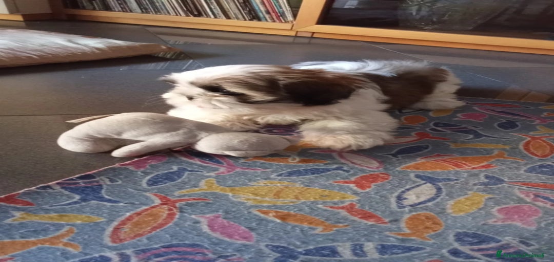 Immagine della galleria {{count}}