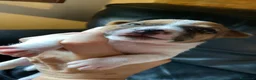Jack Russell cani in vendita: Jack Russell terrier PELO CORTO e BROKEN - Annuncio 3