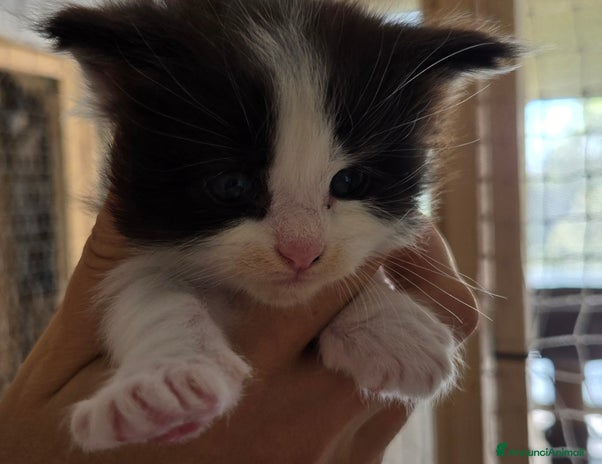 Maine Coon gatti Ultimi 2 cuccioli maine coon pedigree Afef - Annuncio 18