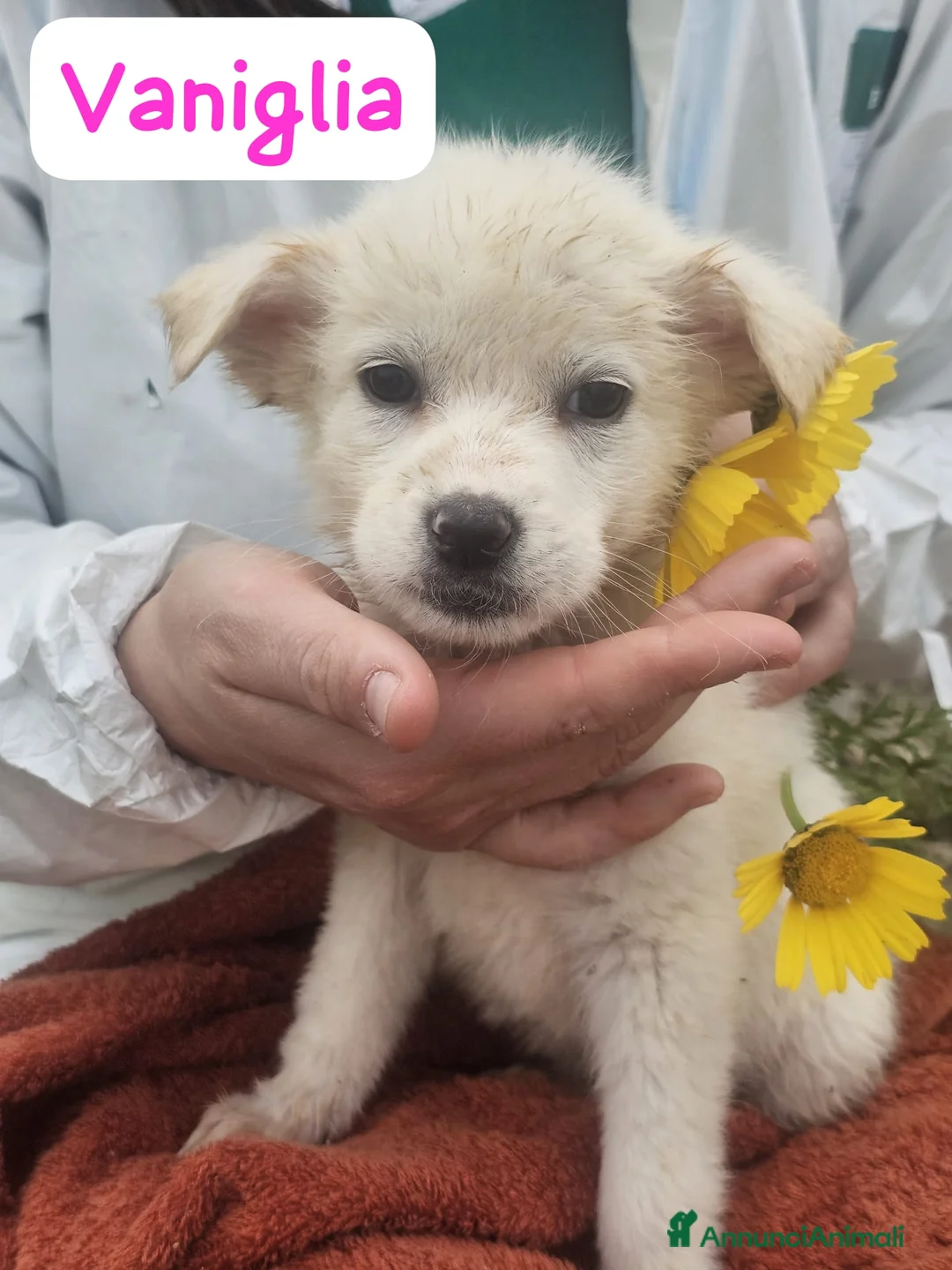 Meticcio cani in regalo: Vaniglia  a Provincia di Crotone - Annuncio 2