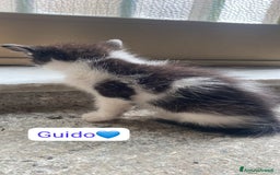 Meticcio gatti in regalo: Gattini dolcissimi cercano casa  a Città metropolitana di Milano - Immagine 5