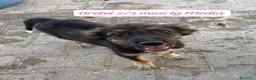 Meticcio cani in regalo: Trovatelli cercano urgentemente casa  a Provincia di Monza e della Brianza - Annuncio 12