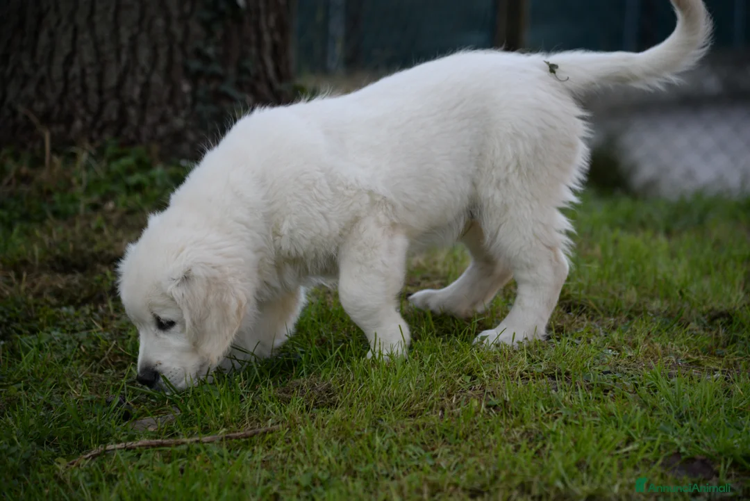Golden Retriever cani in vendita: cuccioli golden retriever - Annuncio 6