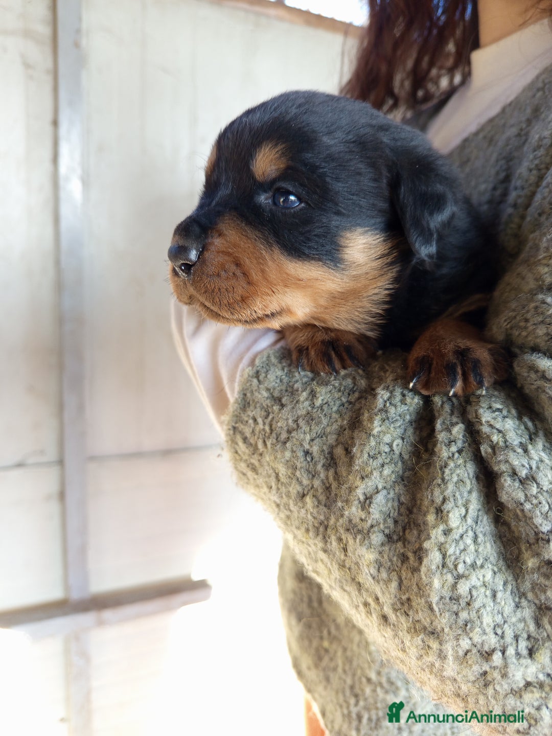 Rottweiler cani in vendita: Cuccioli rottweiler  - Annuncio 8