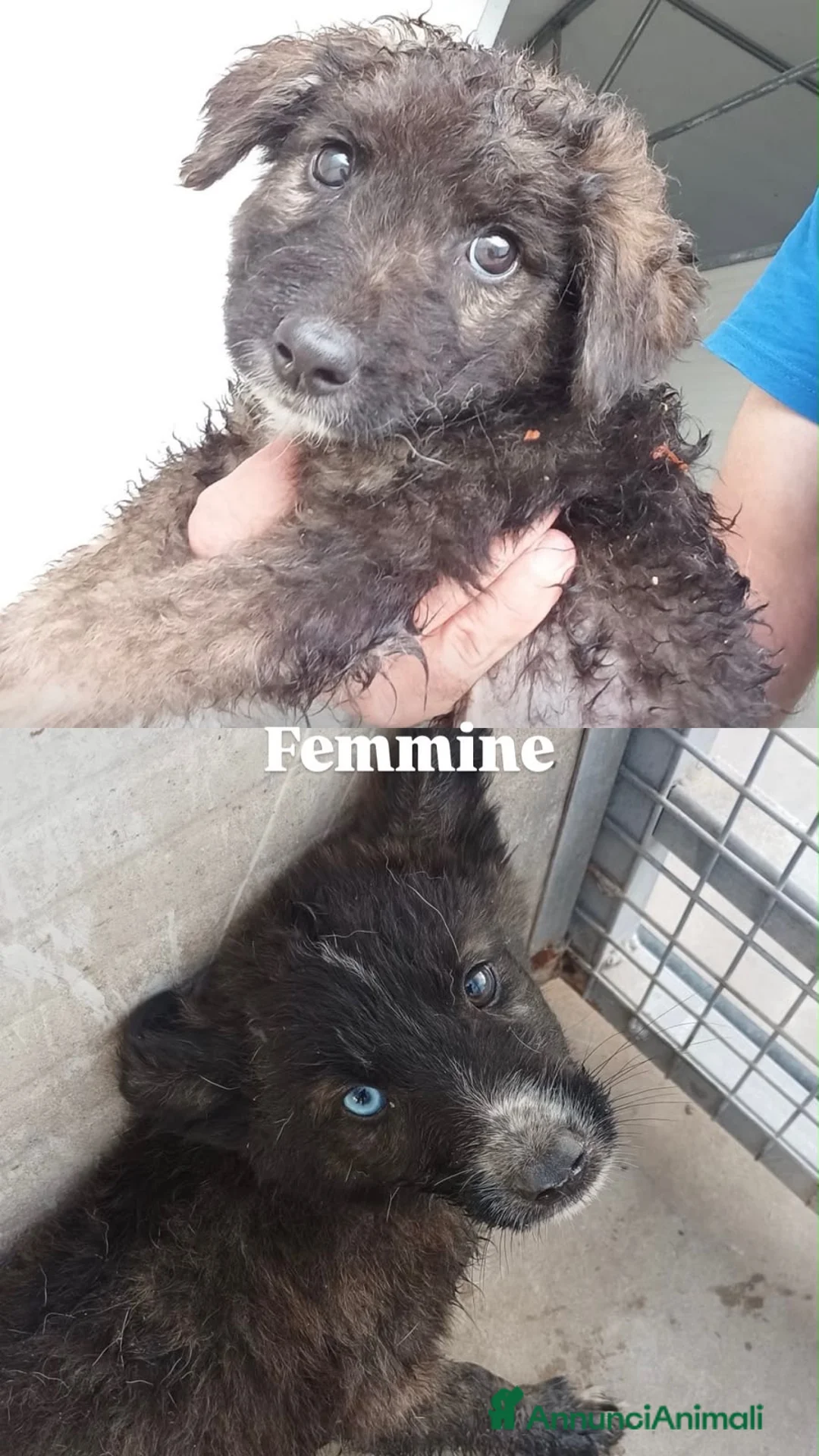 Meticcio cani in regalo: Cuccioli  - Annuncio 2