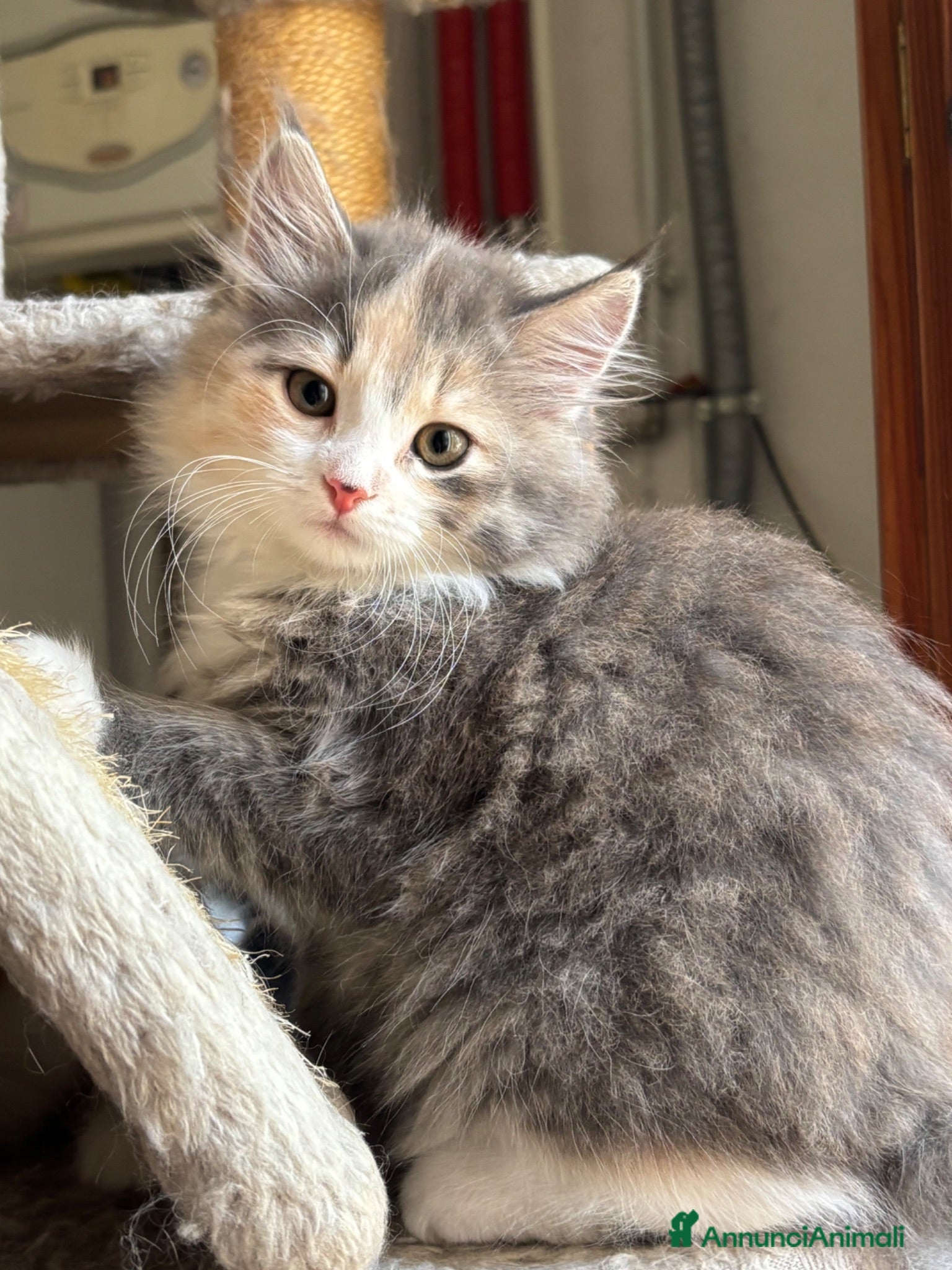 Siberiano gatti Freya, bellissima gattina siberiana - Annuncio 1