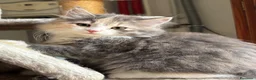 Siberiano gatti in vendita: Freya, bellissima gattina siberiana - Annuncio 1
