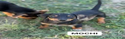 Bassotto cani in regalo: MOCHI, mix bassotto di 3 mesi! Nanetto dolcissimo - Annuncio 4